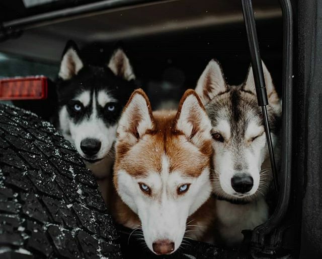 @jeepindogs tweet media