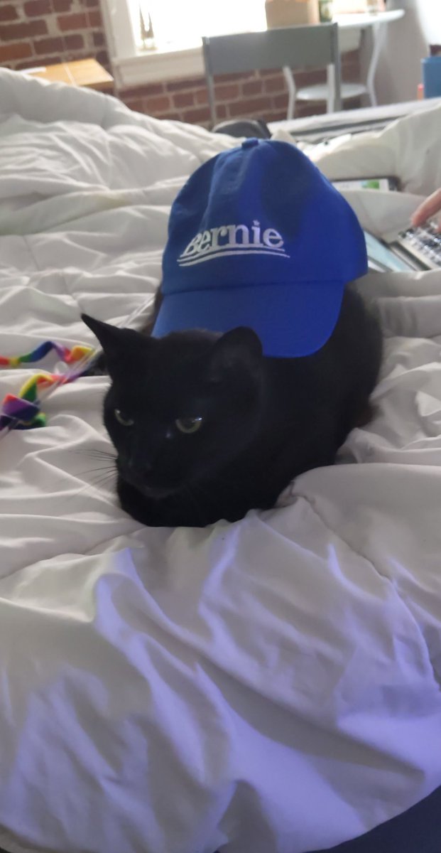GlobTheBlob's tweet photo. #CatsForBernie https://t.co/wtq1ricGln