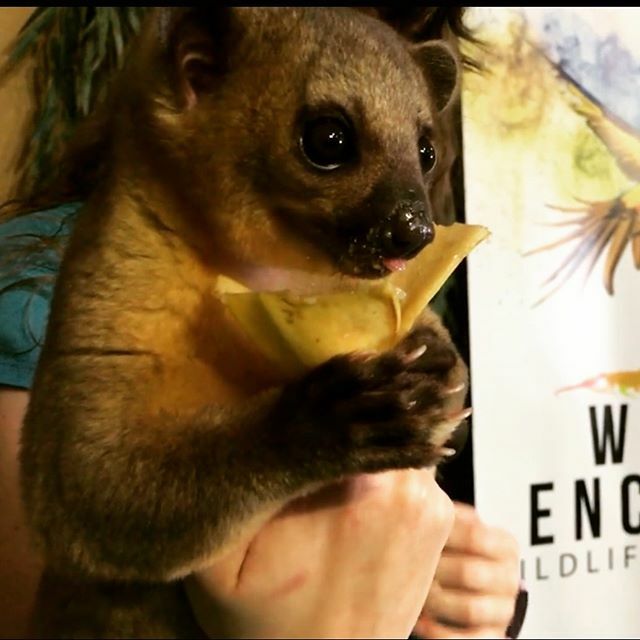 Check out our new virtual presentation!  Jillian introduces us to Oliver the Kinkajou!  The video can be found on our Facebook page: bit.ly/33Bbgt8 ift.tt/2QyoCkp