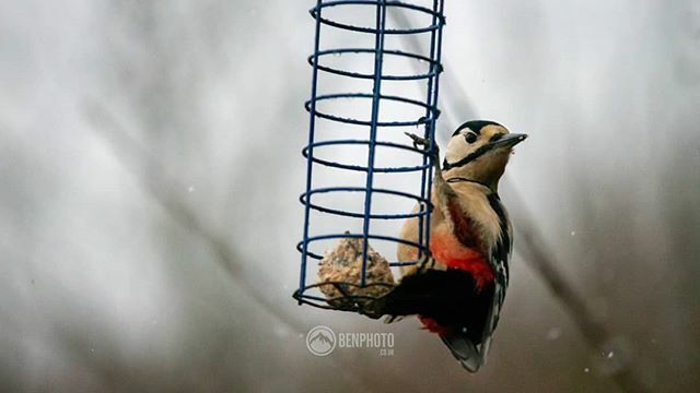 Bengybenjamin's tweet photo. This Greater spotted woodpecker was eating from a bird feeder when he stopped to give me the look, you know, the one that says "do you mind, i'm trying to eat my breakfast"⁠
⁠
⁠
⁠
⁠
#woodpecker #greaterspottedwoodpecker #birdphotography #birdstag… https://t.co/N5O4krkeWe https://t.co/uAWZhwKooR