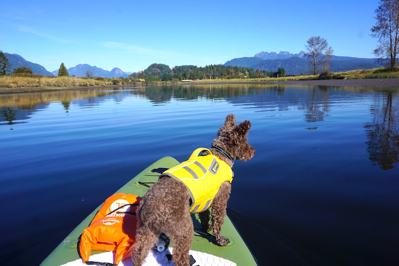 ISUPworld's tweet photo. Breathe in.  Breathe out.  Self isolating with this little guy makes the day a whole lot better.
#isupworld #selfisolate #stayactive #paddleboard #paddling #fitness #supdog #standuppaddle https://t.co/ALICy1O2Wp