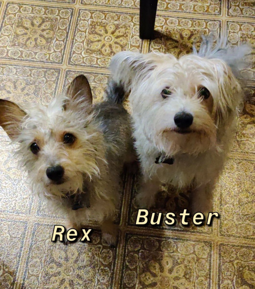 Sue Prause tweet media