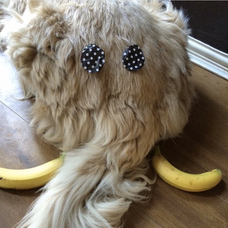 dougofthecorner's tweet photo. Time of reflection to when I made a prehistoric mammoth out of 2 polka dot patches, 2 bananas and my dogs arse ๐๐ป๐๐ถ #myfinesthour https://t.co/MYMJoFGzgS
