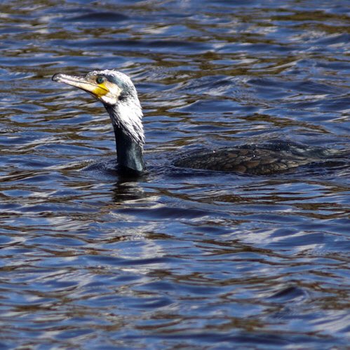 drew_duffield79's tweet photo. Cormorant with unusual head colouring today fishing in the sun #isolationbirdwatchinguk @Natures_Voice @NatureUK @wildlife__pics @Britnatureguide #burnsall #birdphotography #nature #cormarant https://t.co/pRZn2kH86H