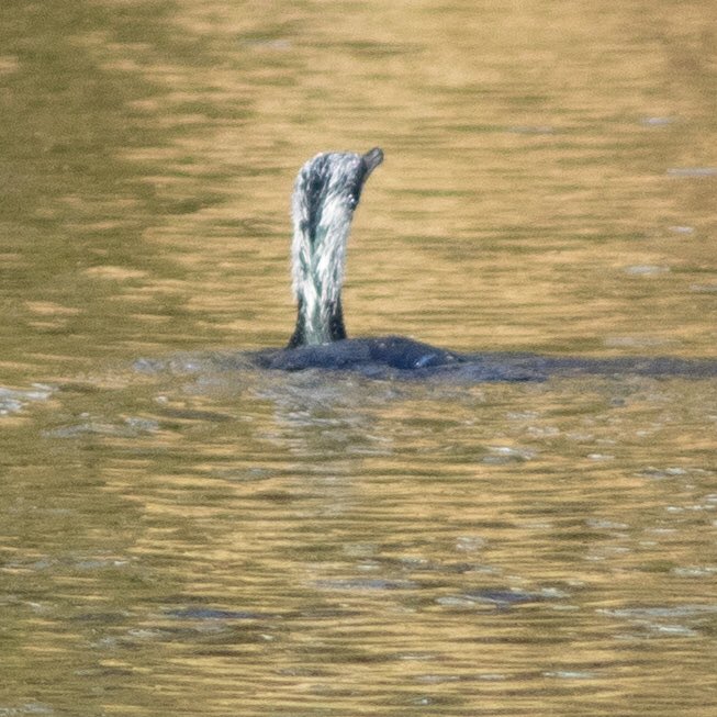 drew_duffield79's tweet photo. Cormorant with unusual head colouring today fishing in the sun #isolationbirdwatchinguk @Natures_Voice @NatureUK @wildlife__pics @Britnatureguide #burnsall #birdphotography #nature #cormarant https://t.co/pRZn2kH86H