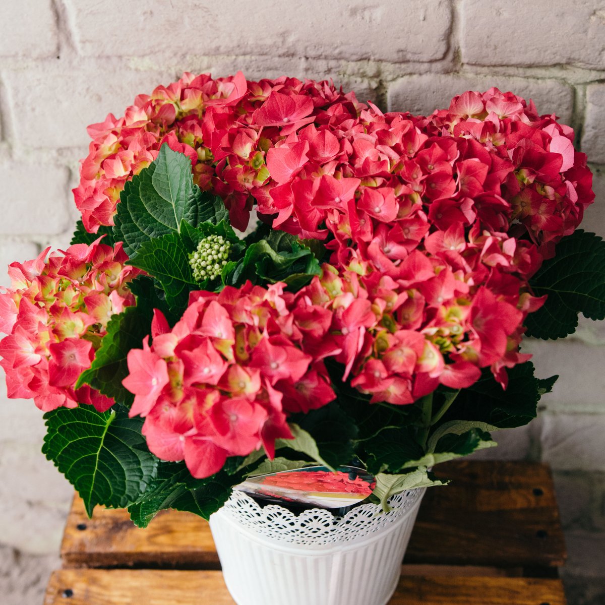 PickOntario's tweet photo. Happy first weekend of SPRING! This just might be the perfect weekend to seek out fresh local flowers and plants to brighten your home and your spirits ☺️💐 https://t.co/lRjiTTQDPw