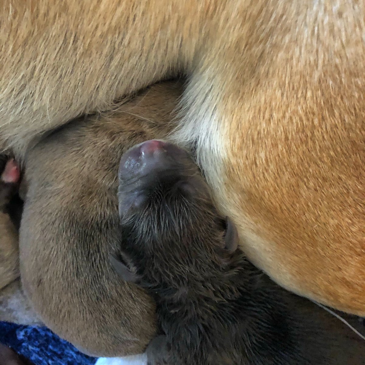 pawsibilitiesNV's tweet photo. 12 baby puppies made their way into the world yesterday! #Puppies #AdoptDontShop #rescueismyfavouritebreed https://t.co/mqwJC4j3x3