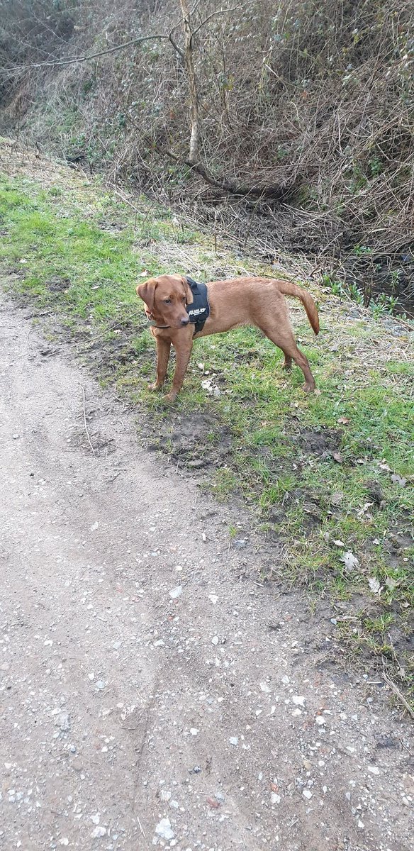 Can't believe how this fella has grown. He was only 3 months old when we brought him home. Wouldn't be without him now #foxredlabrador