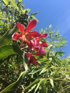 CLCGlobal's tweet photo. Spring is Here, In Spite of COVID-19 https://t.co/MAJVDOhZHU https://t.co/b03r2K47y2