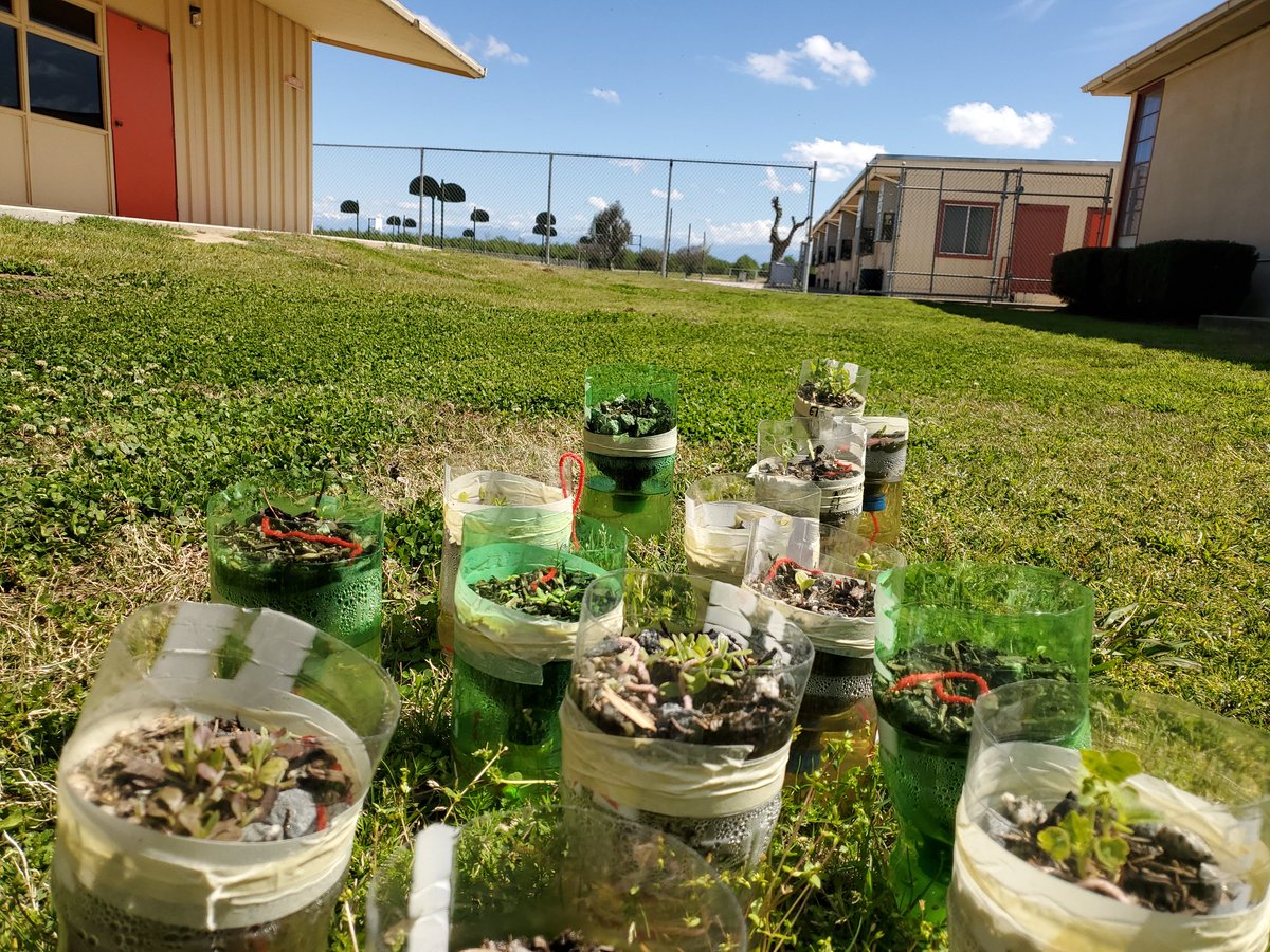 AsesPixley's tweet photo. With all that is going on in the world, let us take a moment to appreciate the little things. We have been off campus for a week but the life our 4th graders created have started to bloom. #talesoffourthgrade #ASES #lifecycle #plantlife #PixleyPride https://t.co/2MBVr3awQi