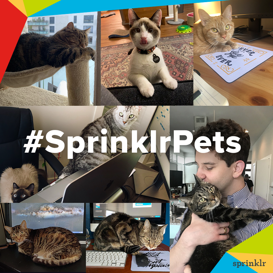 Sprinklr's tweet photo. Working from home is great with furry companions! Introducing the cats of Sprinklr πΈ More of a dog person? Don't fret! We'll be sharing some more pics of #SprinklrPets from across the π very soon. https://t.co/WBw6u8Kp20