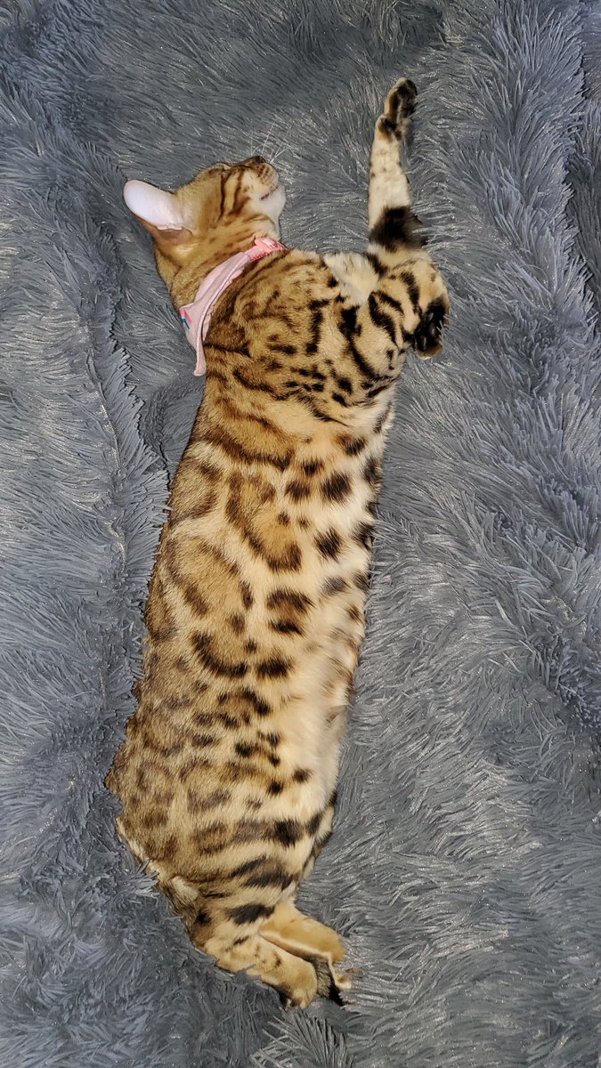 BetterThanUrX_'s tweet photo. Crazy cat keeping me company. She's not worried about the #coronavirus at all! Lol #Bengal  #bengalcat #bengalkitten #catmom #catlife #lapleopard https://t.co/vpOQVFQQsC