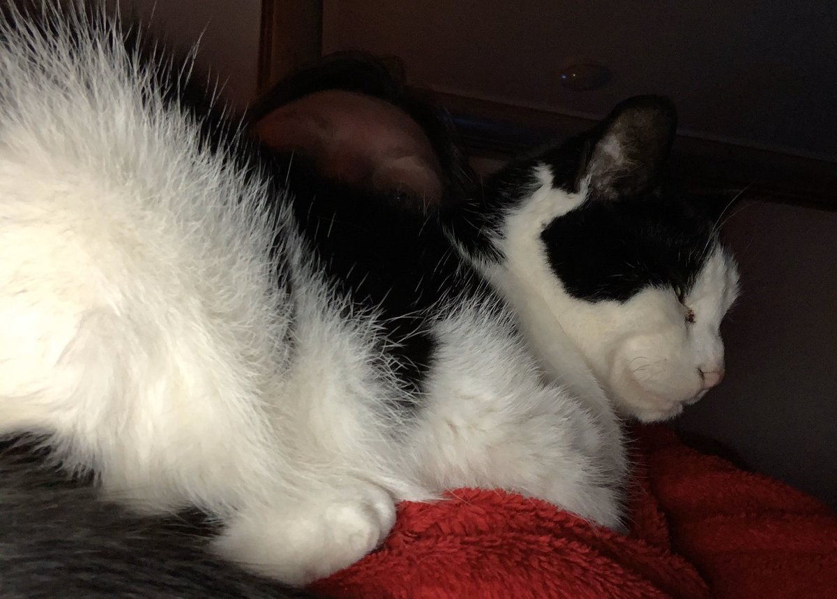 helenraw's tweet photo. Wasn’t feeling great earlier so worked from bed. Got up for a bit to watch BritBox on the big computer. It’s going well. #FrontRow #ExcellentView 😹😻🥰 https://t.co/4rRy0wSGH7