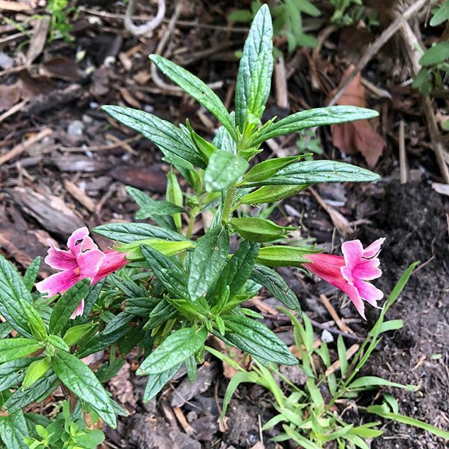 EdenCondensed's tweet photo. Pink Diplacus blooming today. Breathe deeply, my friends!
#gardenstyle #breathe #diplacus #pinkflowers #mygarden #itsspring https://t.co/heuxpdoV1J https://t.co/Ojynbw7h4V