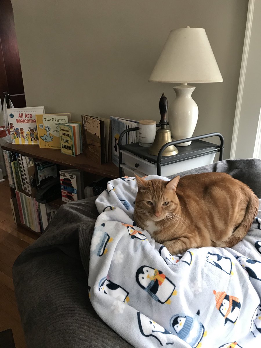 MsHarmonReads's tweet photo. Welcome to our new classroom! It comes complete with lots of great books and an orange cat. #WeAreMcGee https://t.co/ef4kKkjEFi