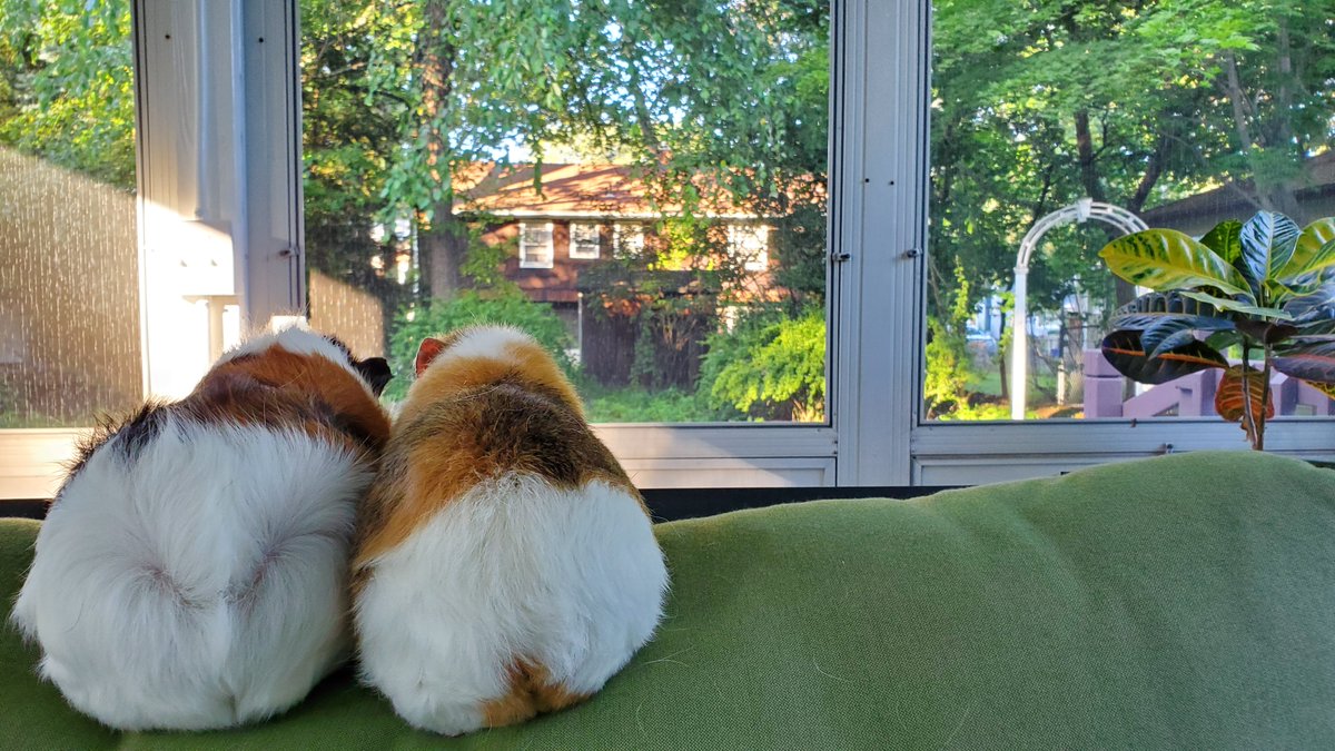 SpinItSocial's tweet photo. @MarDixon Special Delivery for you @MarDixon! 🤗
Our piggies enjoying the view this afternoon!
#DaisyBeanLife https://t.co/i0XsHZ2awU
