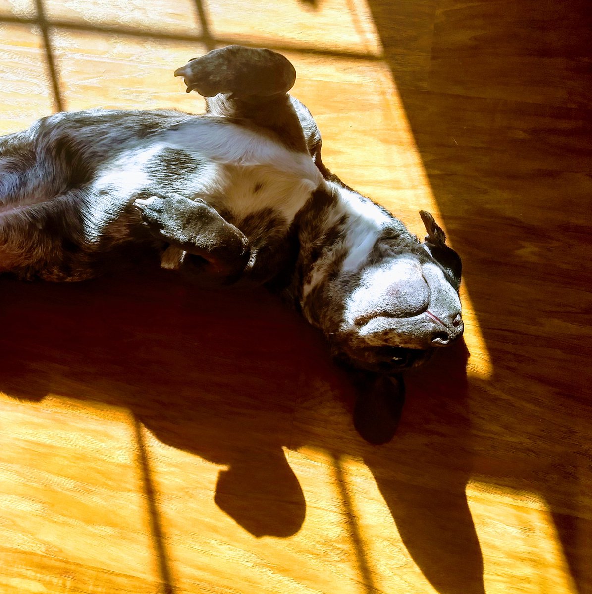 JulieKlingerman's tweet photo. @lifelonglit My Georgie ❤️ https://t.co/gTSPghoH0d