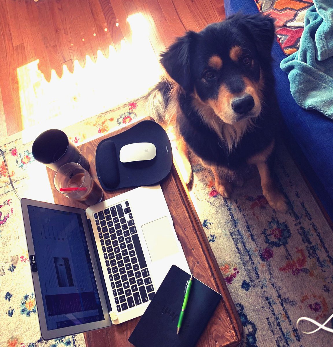 JRNI_inc's tweet photo. The JRNI team has adjusted to working from home, and added some cute coworkers! Share pictures with us of what your work from home space looks like for #covid19. #workfromhome #workingpets https://t.co/q34UOj7E4N