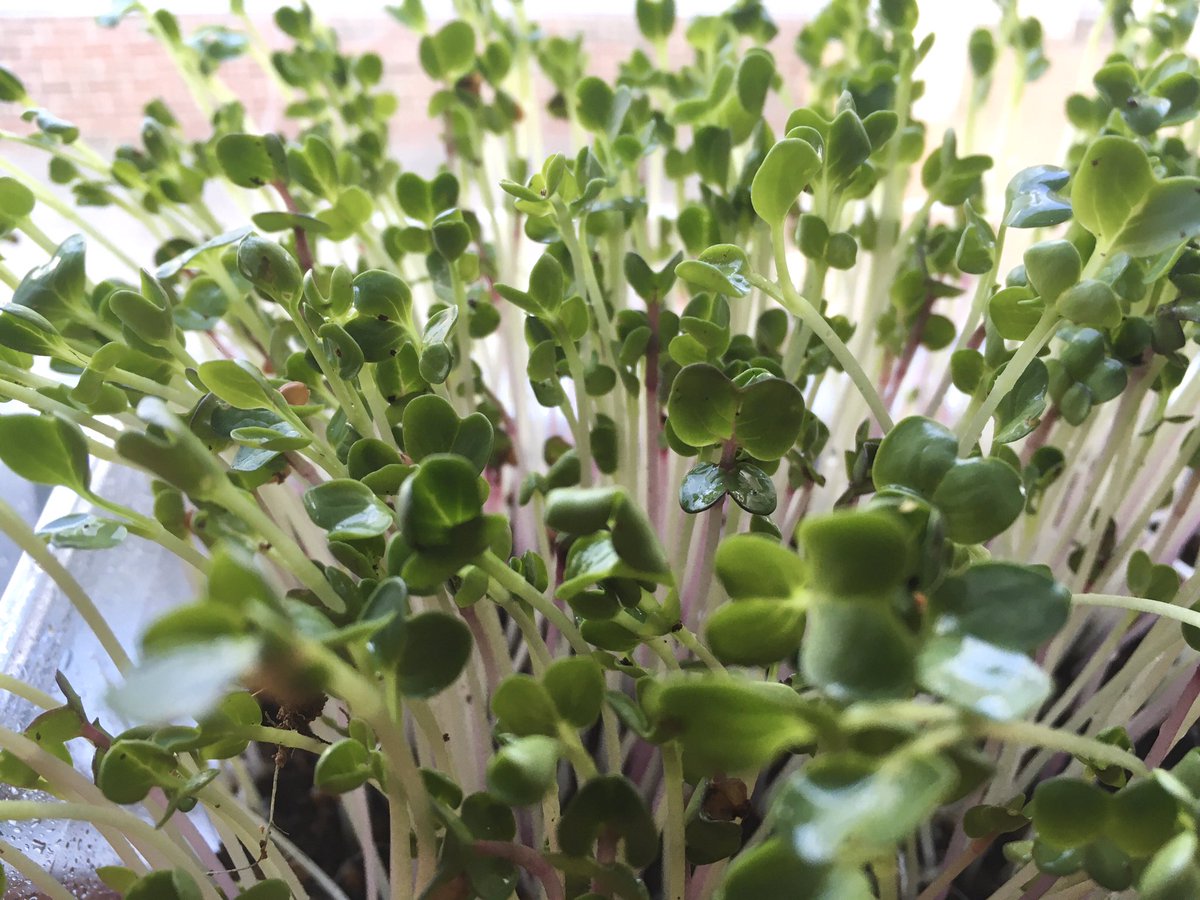 supazoomzoom's tweet image. Starting to grow micro greens... My first harvest! 😊 have no money but my baby greens r growing... #emergencyUBI #NoMeansTesting