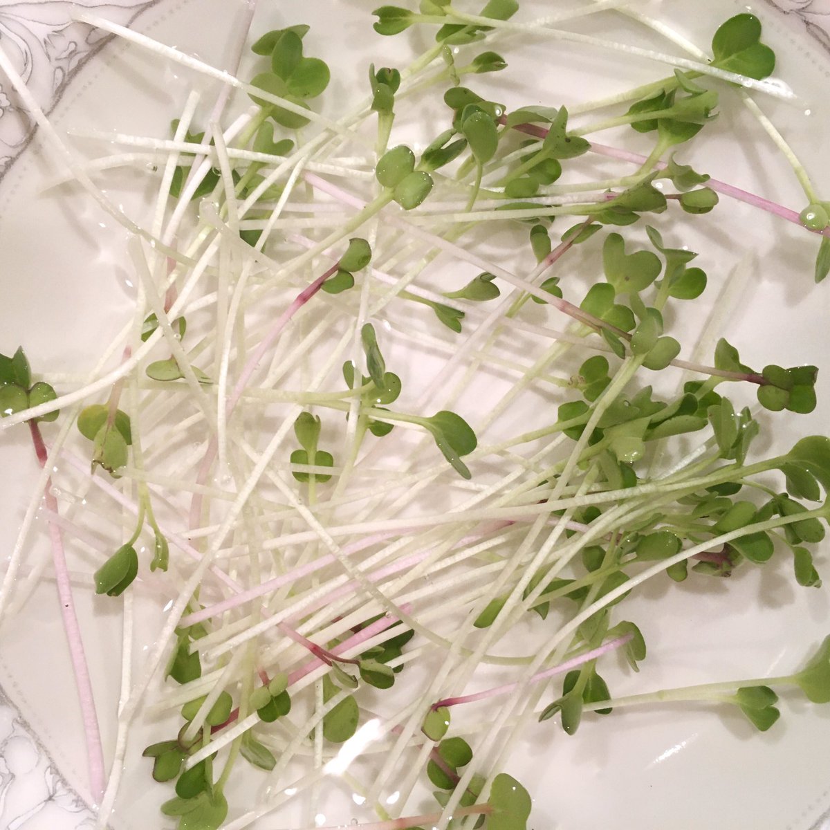 supazoomzoom's tweet image. Starting to grow micro greens... My first harvest! 😊 have no money but my baby greens r growing... #emergencyUBI #NoMeansTesting