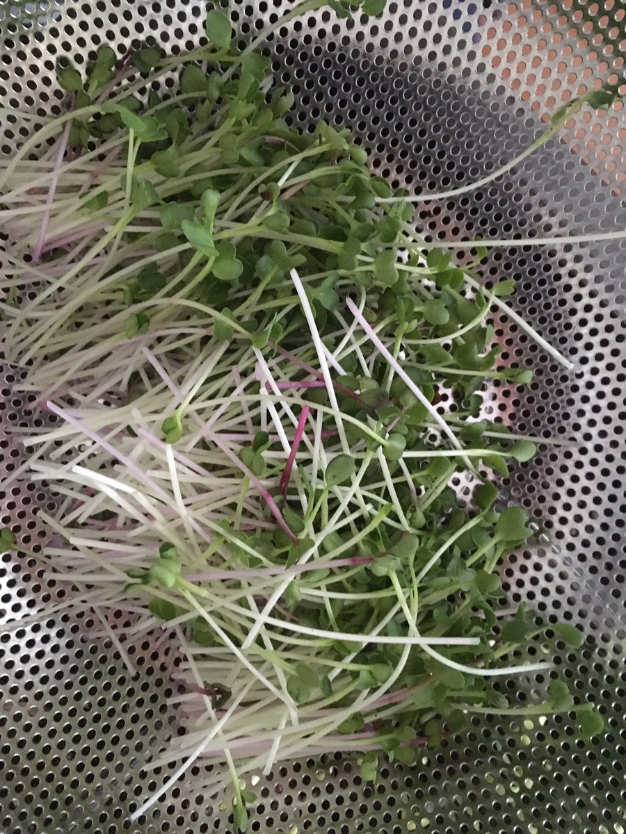 supazoomzoom's tweet image. Starting to grow micro greens... My first harvest! 😊 have no money but my baby greens r growing... #emergencyUBI #NoMeansTesting