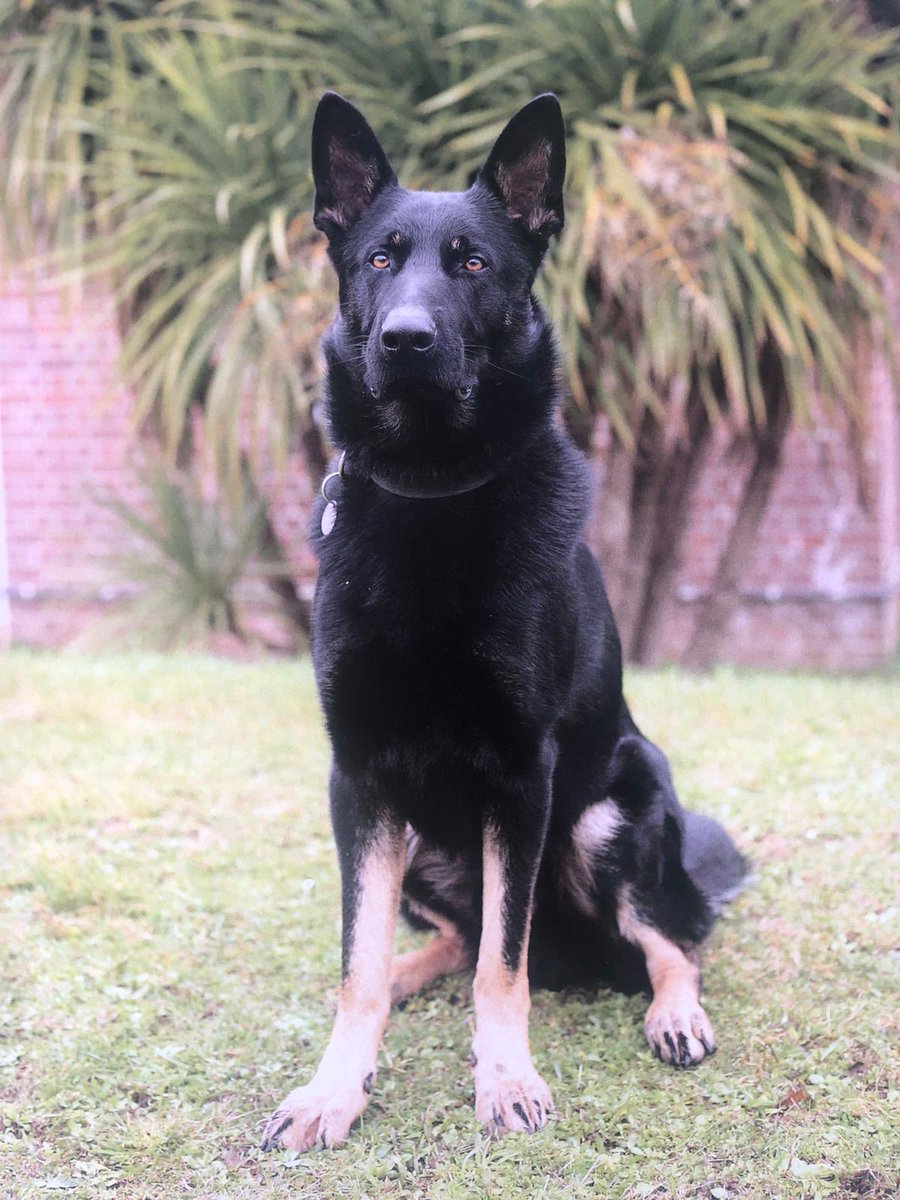 PoliceDogDorset's tweet photo. Massive congratulations to PD Rebel and his handler on becoming Dorset’s newest qualified OD team....well done to you both, looking forward to seeing you out on the streets of Dorset 👏👏 https://t.co/1TGPbQ09U7