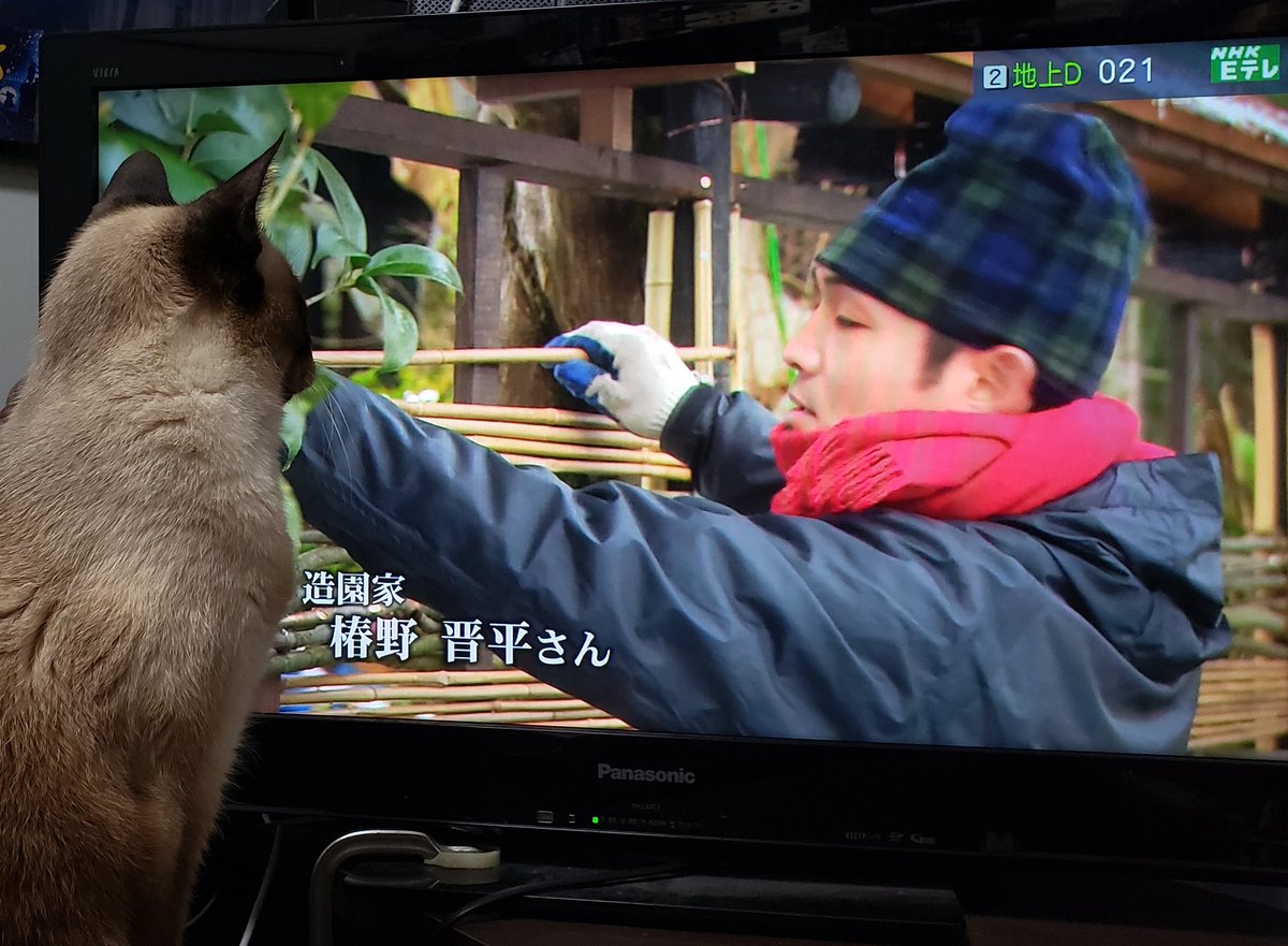 三毛猫 海猫 大熊猫 猫のしっぽカエルの手 でお味噌作りや手作りの塀 大原で英会話教室をしてはるベニシアさんの日々の生活を放送していた たまたまｔｖつけたら ウーが見入っていた おはようござります 猫を惹き付ける何が そしてウチの