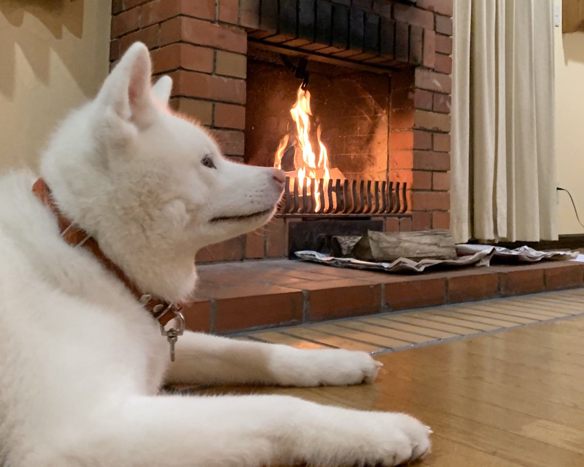 秋田犬tam おはようございます 今年の初外泊は 中札内農村休暇村 フェーリエンドルフ 北海道 十勝の田園地帯に広がる緑の中のドイツ風の質実な雰囲気のリゾート施設です 中札内農村休暇村 フェーリエンドルフ 愛犬と旅行 愛犬とキャンプ