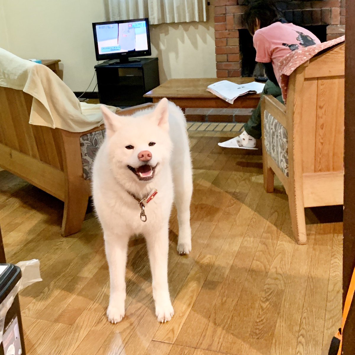 秋田犬tam おはようございます 今年の初外泊は 中札内農村休暇村 フェーリエンドルフ 北海道 十勝の田園地帯に広がる緑の中のドイツ風の質実な雰囲気のリゾート施設です 中札内農村休暇村 フェーリエンドルフ 愛犬と旅行 愛犬とキャンプ