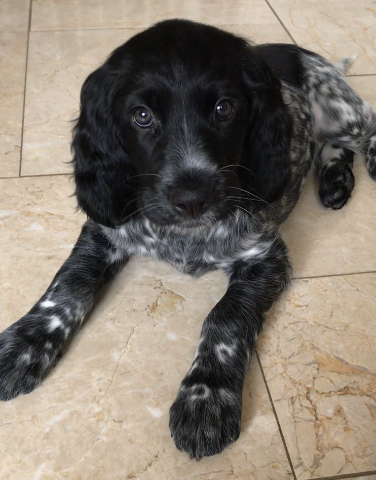 Splodgee1's tweet photo. @TigerLantern Only 9wks old &amp; nailed it 😉🍻#TwitterWinchester #dogscanlookup https://t.co/x7wIwZODCC
