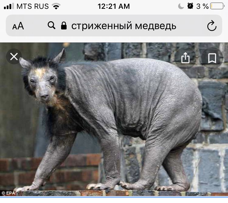 женясемёнова tweet media
