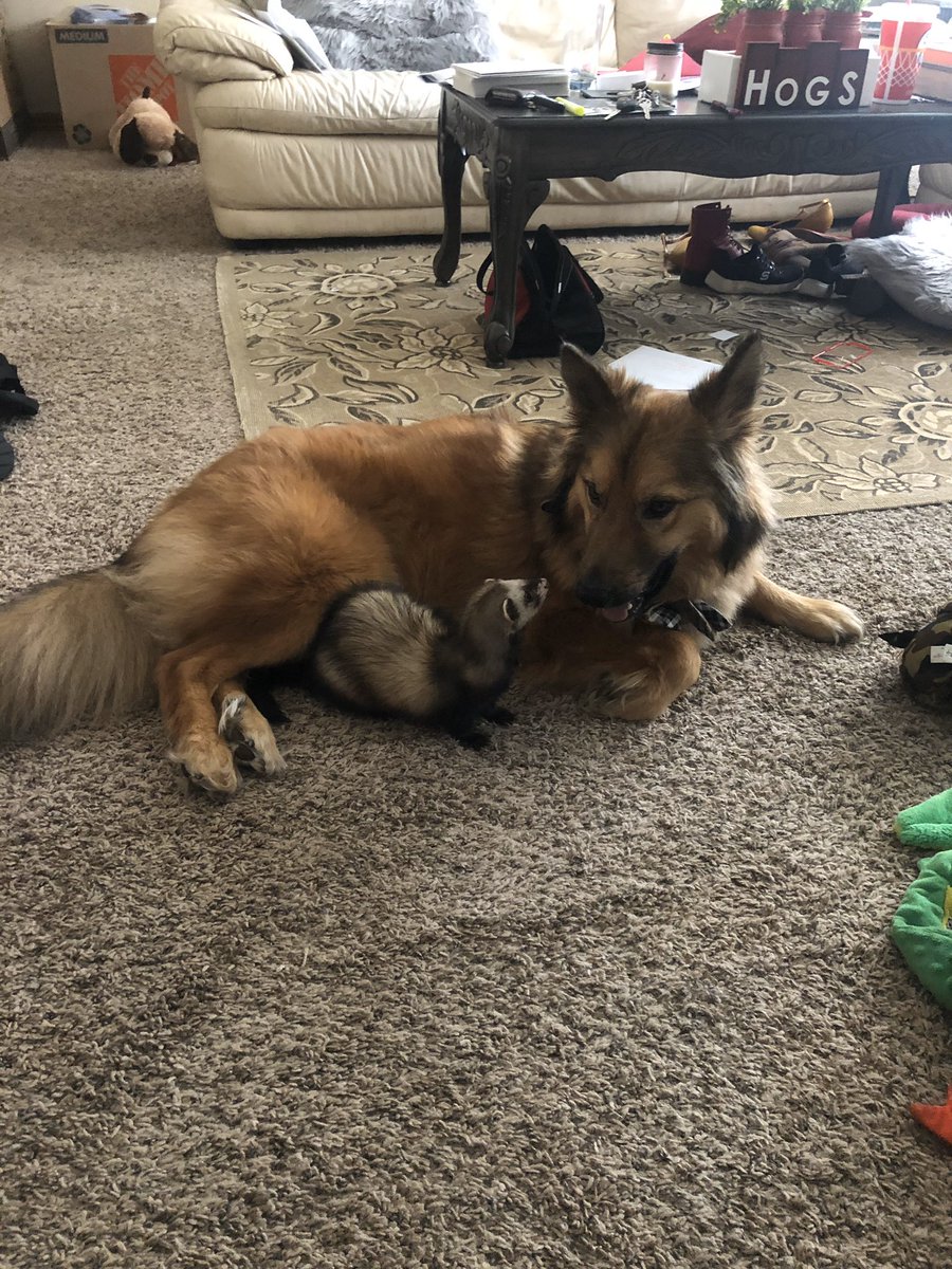 kgsimpson03's tweet photo. @CashApp @KayliRodine $kgsimpson03 rent is due soon, and these cuties gotta eat! https://t.co/5Dh6IYapgQ