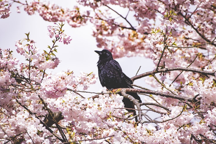 YoungBus1's tweet photo. "The earth laughs in flowers." -Ralph Waldo Emerson 🌸🍃🌿🐦

#YoungTransportationandTours #Transportation #Tours #goIMG https://t.co/VAfaH14YBj