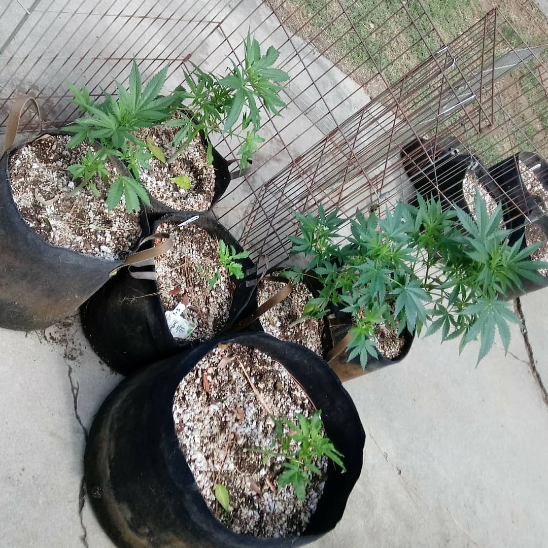 BudTender10's tweet photo. #autoflowers doing well on my second attempt. #wax #rosin #marijuana available if you're sheltering in place
https://t.co/AZP0QfcIP1 https://t.co/ybwsFuVdlj