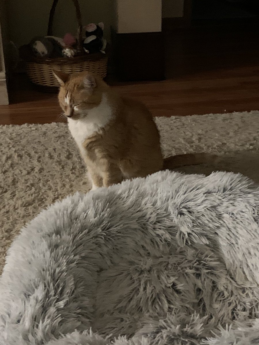 LOCoachE's tweet photo. Oliver the “King” not even acknowledging us unworthy peasants - we are not worthy!! #Oliversworld https://t.co/Qds3oTu9jT