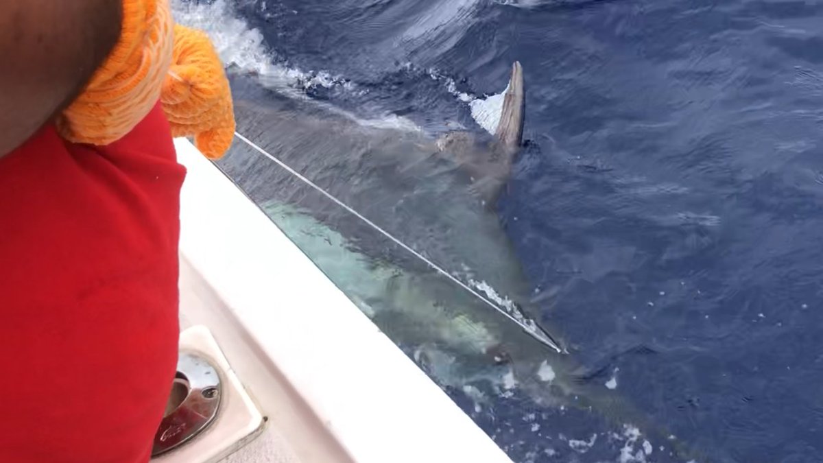 Tagged a 500lb Blue Marlin yesterday on the Bite Me 2
#Hawaii #fishing
