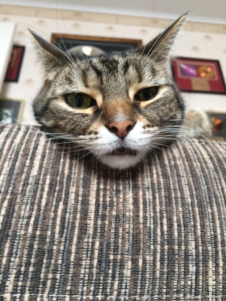 QueenSmokeyJoe1's tweet photo. I’ve got all three humans at home under quarantine for 2 weeks. HELP ME 😩 #CatsOfTheQuarantine #cats #CatsOnTwitter #catsoftwitter #TabbyTroop https://t.co/QYrZBqeZyE