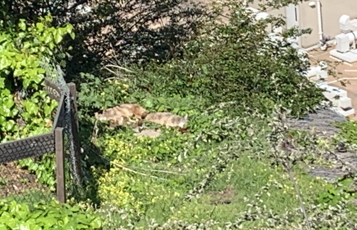 chrissyfarr's tweet image. I went for a walk for fresh air and a group of women called out to me. And omg, they had spotted a pack of sleeping coyotes in the middle of (usually busy) San Francisco.