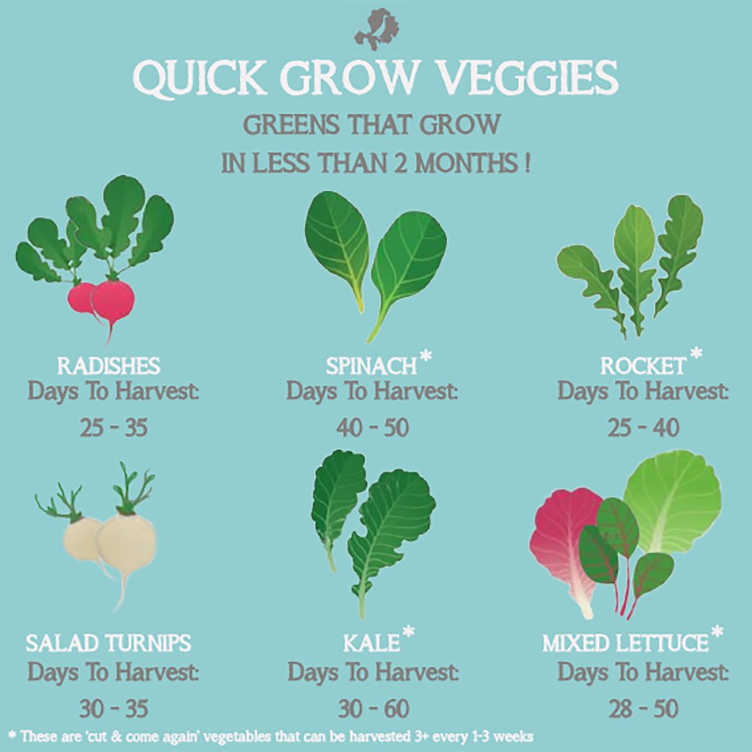 Just an idea on a few, quick growing veggies. We’re offering seedlings ready to plant out at cost price to our local community of Scilly. Contact us if you’re interested 🌱 💕