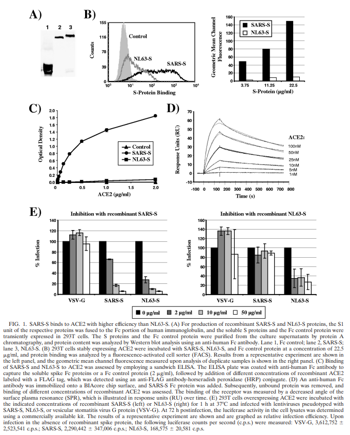 Differential Downregulation of ACE2 by the Spike Proteins of Severe Acute Respiratory Syndrome Coronavirus and Human Coronavirus NL63 https://jvi.asm.org/content/84/2/1198