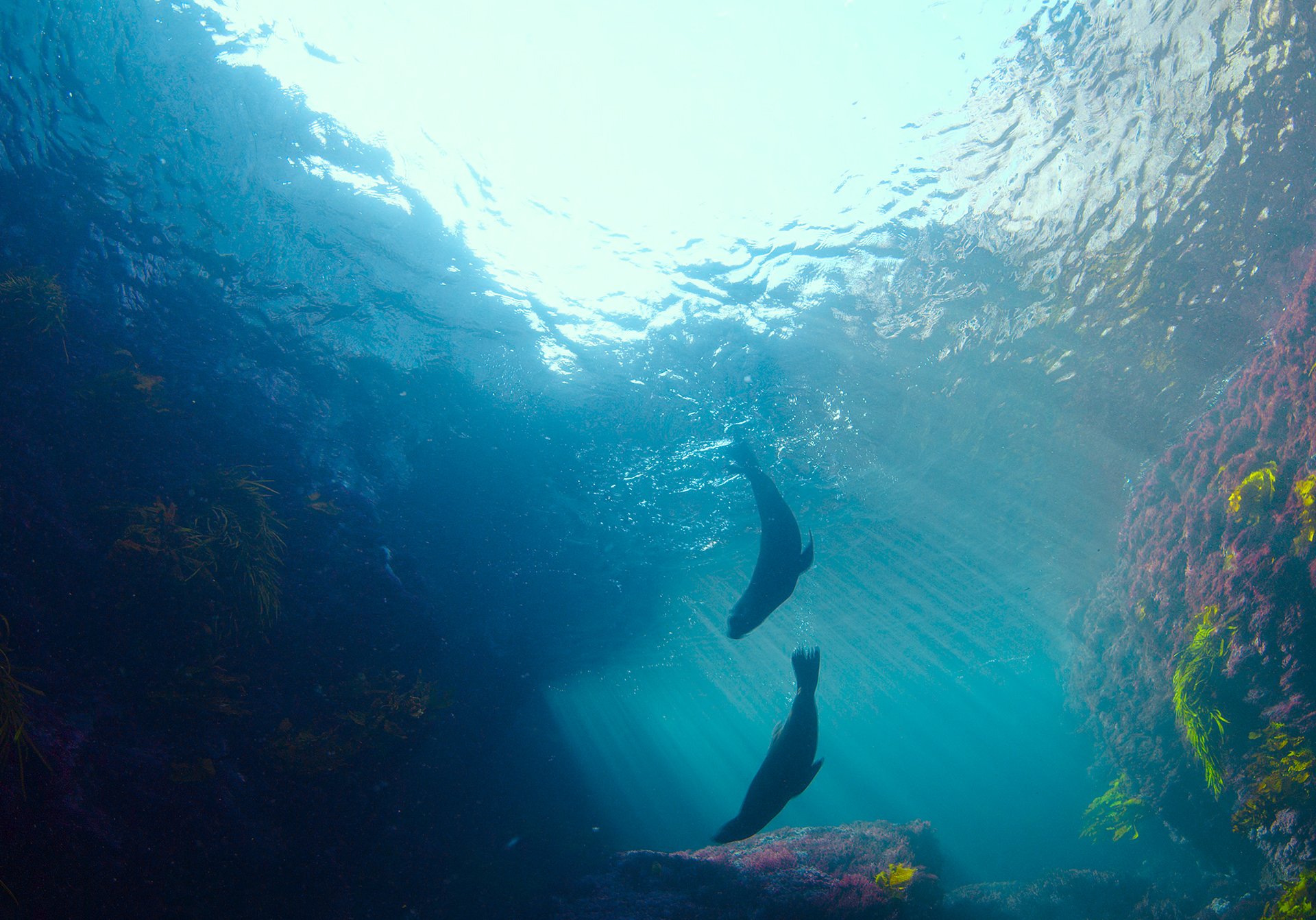 Sea Lions: Life By A Whisker (@sealionsfilm) / Twitter