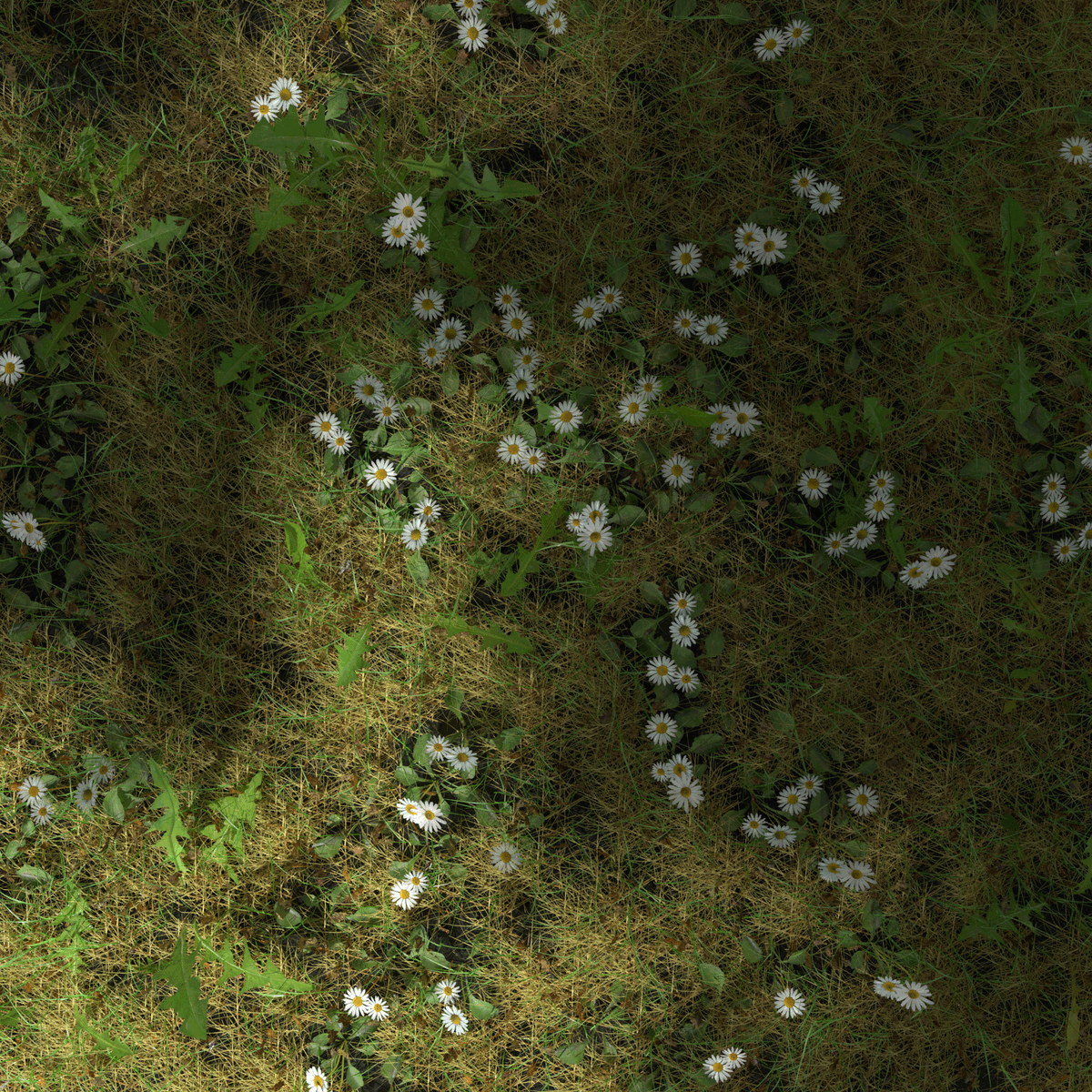 meshtraders's tweet photo. Daisy Meadow Patch 3d asset by @kamilburniak with #Blender and #Cycles available for sell at https://t.co/yAPAujO4Gl

#3d #3dmodeling #lowpoly #environment #nature #vegetation #grass #flower #ground #jungle #Clover #gamedev #forest #gamelevel #textureatlas #texture #procedural https://t.co/EYDywjRes9