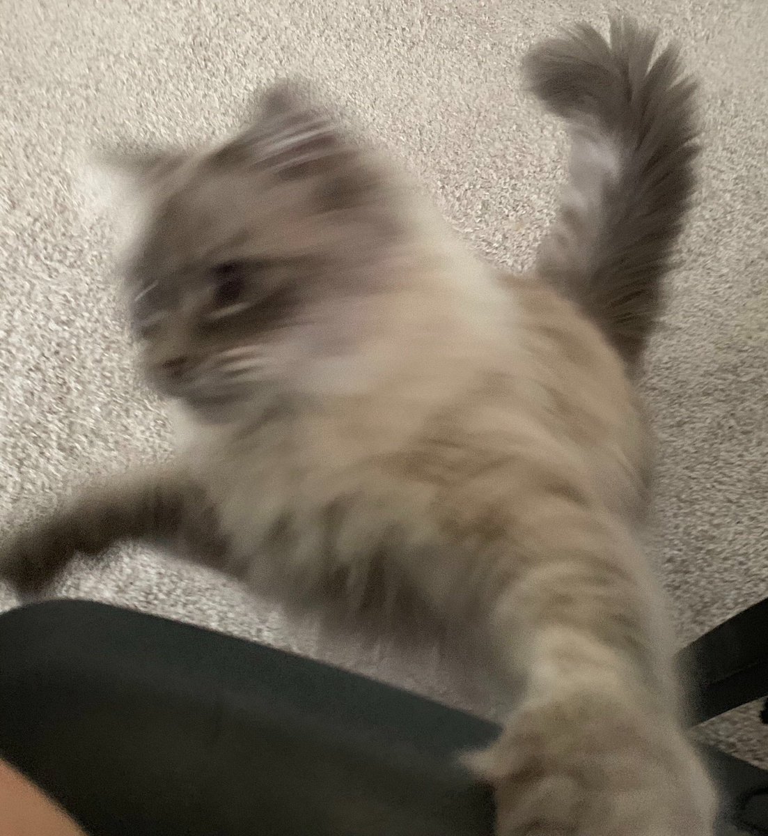 RTAnimDogs's tweet image. Human, I see you are home so I demand ATTENTION @KaiserGeiser