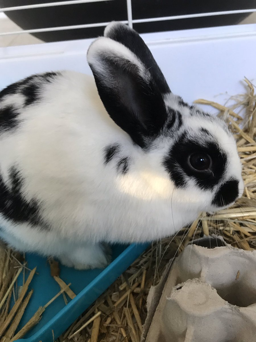 cbuddery_speech's tweet photo. @SP_Harmony Bless ❤️😂 still on the search to find out what breed my fur-baby is https://t.co/Q0h23PfxZa