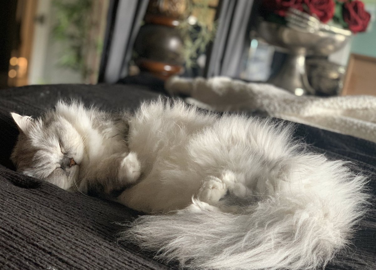 🖤Mortemer🖤 tweet media