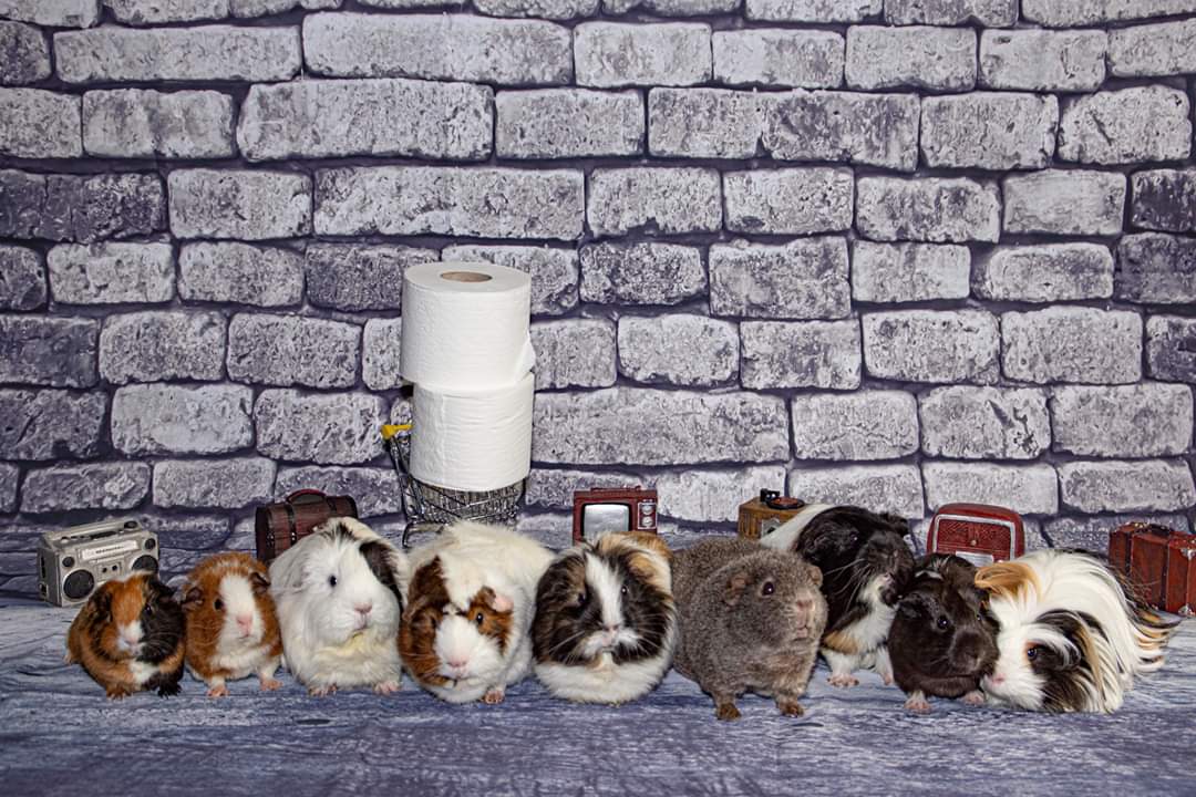 Penelope, Lilo, Lilly, Leo, Caramel, Maya, Minnie, Princesse, Scooby. ♥️♥️♥️♥️♥️♥️♥️♥️♥️