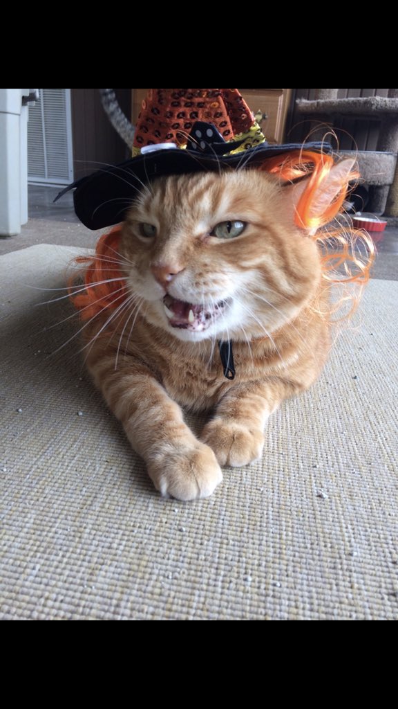 macsminddump's tweet photo. #jackpets @SAA_1923 this is Napoleon, he is 15 and one of the best boys ever 💕 https://t.co/N2LYEliDQp