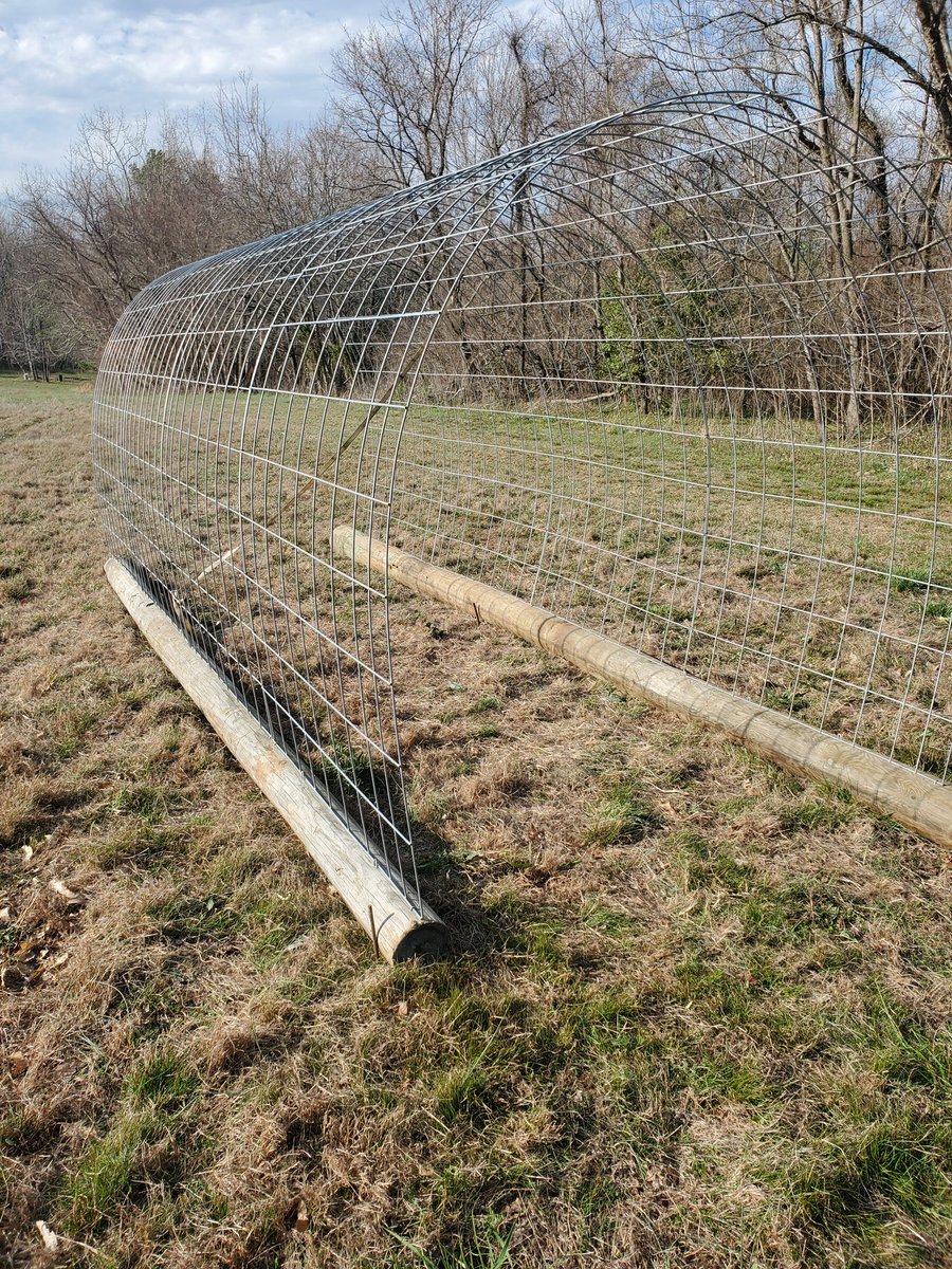 trapper831's tweet photo. Just put up this archway of 4 cattle panels
Just need to till it and pkant #snakebeans and
#kajari melons https://t.co/bMgOfBAbGH