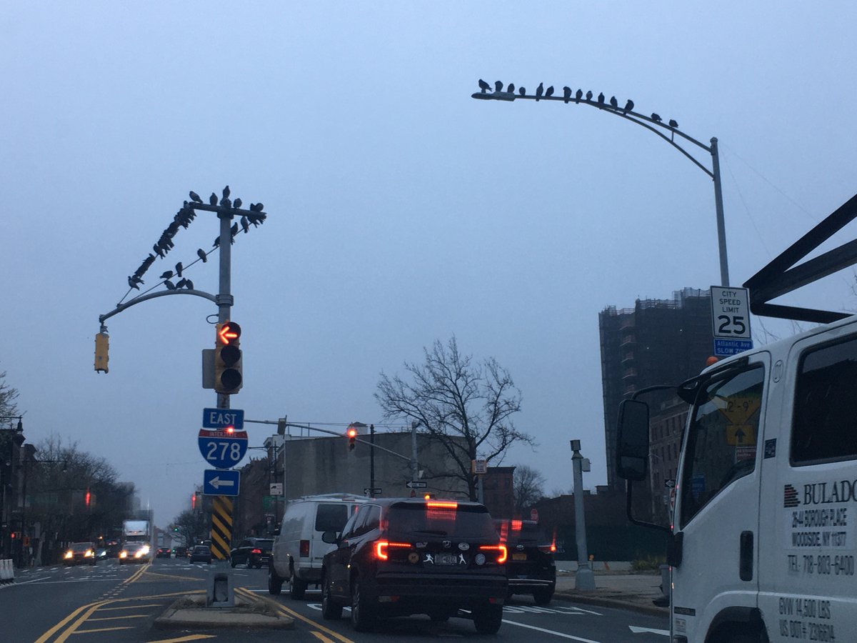 First trip outside the neighborhood since I started working from home 10 days ago, soon joined by 3 colleagues ages 45, 12 & 9. Sharing here my drive thru a hushed NYC to “the old country” (the UES) & back. 8:10am. Pigeon convention, Atlantic Ave.