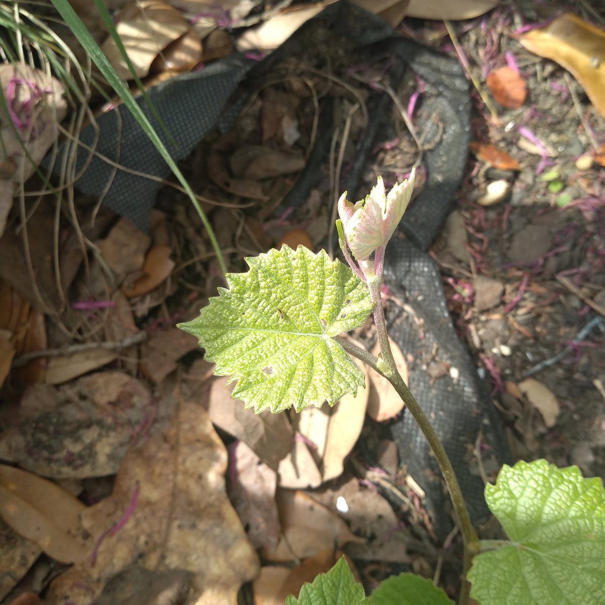 OrionsAnvil's tweet photo. Hey get outside if you can do it safely, unplug for a little while. Start your #victorygarden now! Use the #CoronavirusPandemic to make your life better! #catawbagrape #backyardgardener #GrowYourOwnFood https://t.co/KNoYi4yEdK